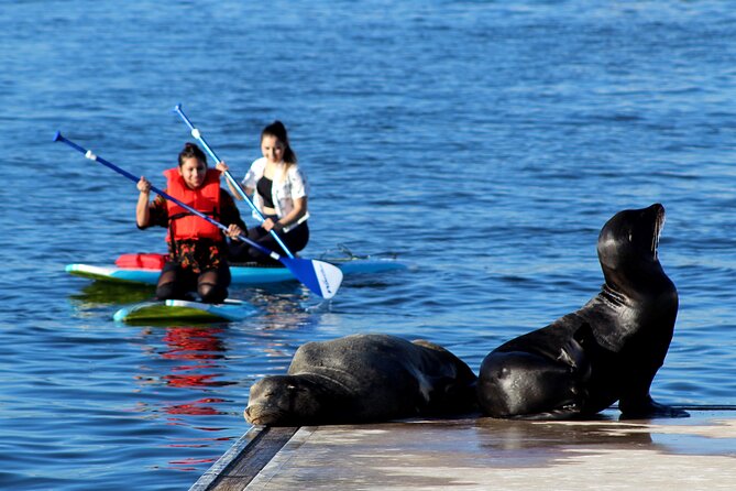 2-Hour Kayak or Paddleboard with Sea Lions in Marina del Rey - Searching for sea lions along the docks