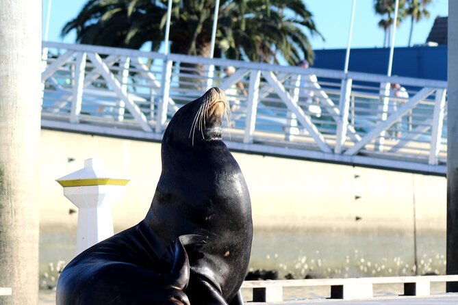2-Hour Kayak or Paddleboard with Sea Lions in Marina del Rey - Who will enjoy this most?