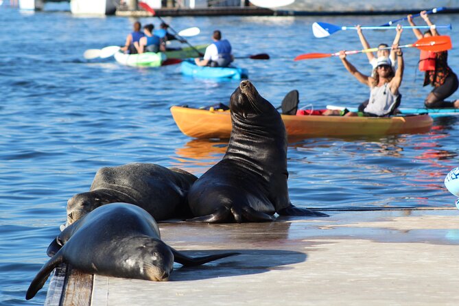 2-Hour Kayak or Paddleboard with Sea Lions in Marina del Rey - Paddling down the marina’s main channel