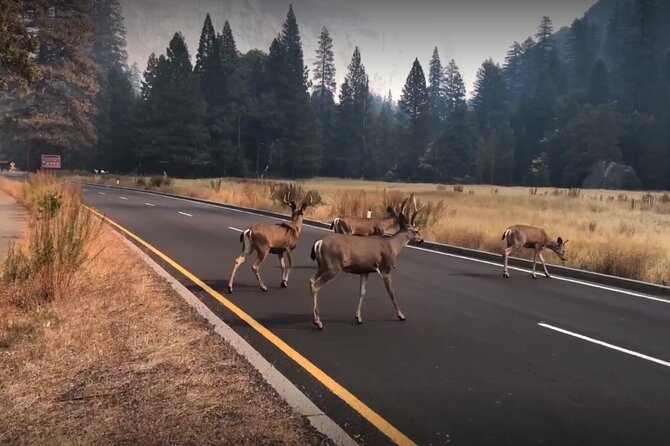 3-Day Tour: San Francisco, Yosemite National Park and LA - What the $412 price really covers