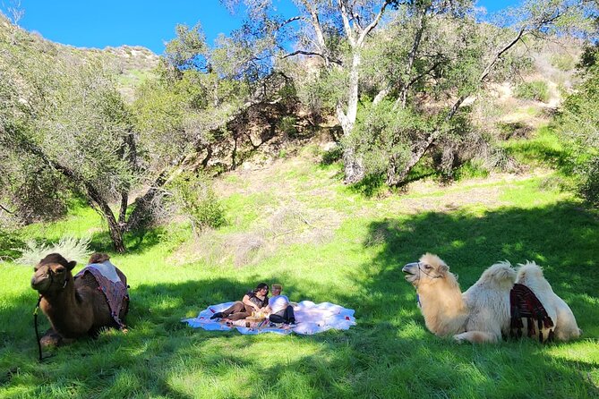 3 Hour Camel Trek into the Forest and Ranch in California - Key points to know before booking