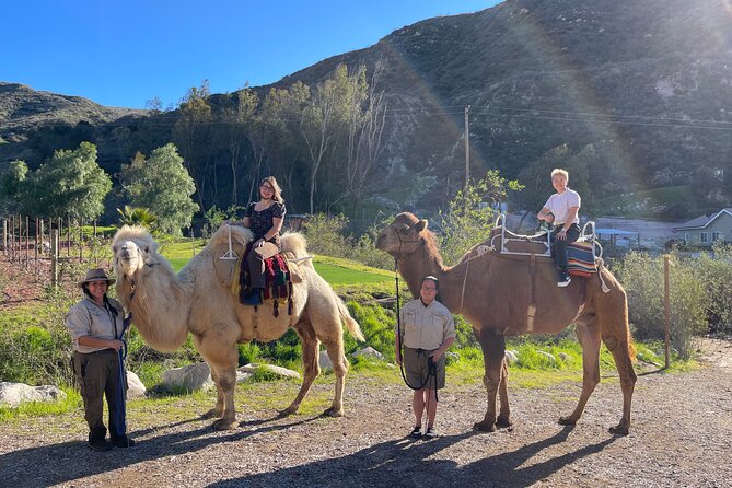 3 Hour Camel Trek into the Forest and Ranch in California - A camel ride unlike the usual Los Angeles outing