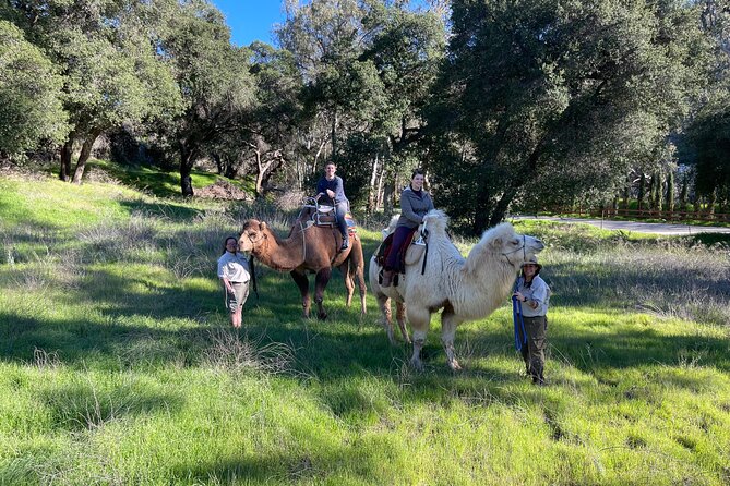 3 Hour Camel Trek into the Forest and Ranch in California - The strongest parts of the experience