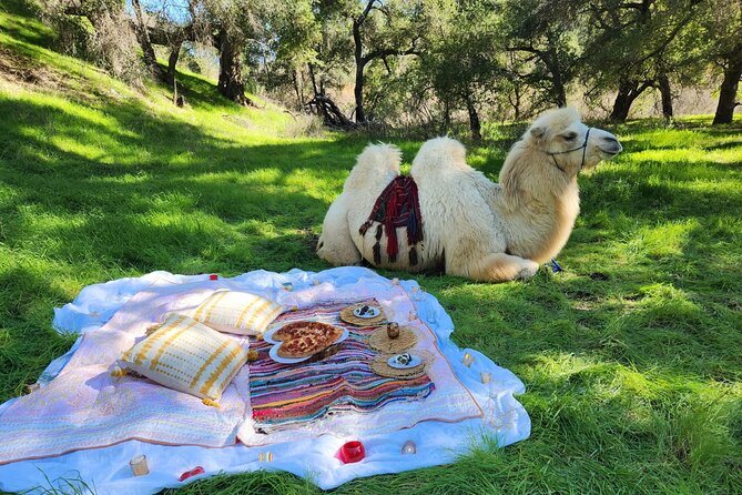 3 Hour Camel Trek into the Forest and Ranch in California - Meeting Herbie, Sully, and the rest of the ranch