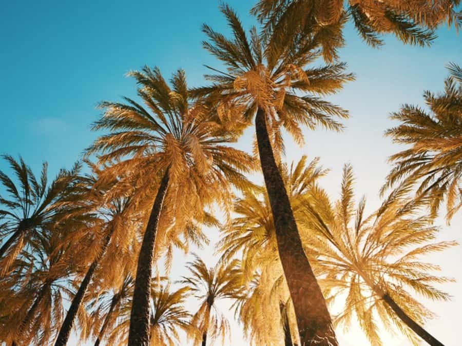 Anaheim: Hollywood Grand Tour with Hotel Pickup - The guide can make or break a packed day