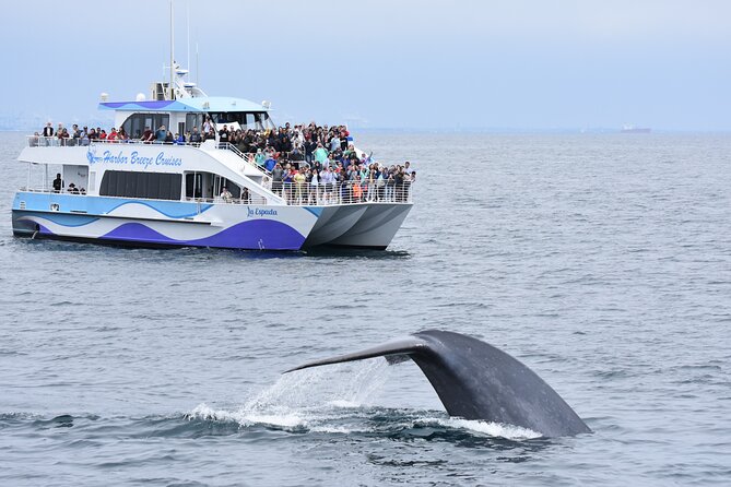 Guided Whale Watching Tour from Long Beach - Key points to know before boarding