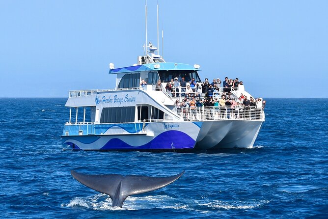 Guided Whale Watching Tour from Long Beach - Queen Mary views before the open Pacific