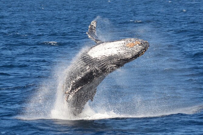 Guided Whale Watching Tour from Long Beach - Searching for whales, dolphins, and sea lions