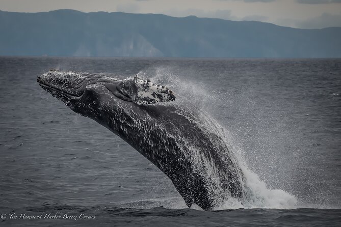 Guided Whale Watching Tour from Long Beach - Timing, weather, and the wildlife gamble