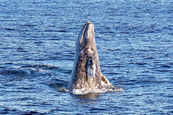 Guided Whale Watching Tour from Long Beach - Practical tips for a better outing