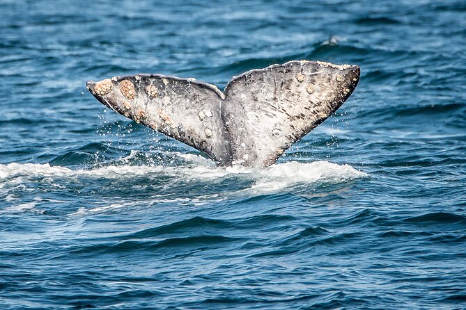 Guided Whale Watching Tour from Long Beach - A catamaran made for scanning the water