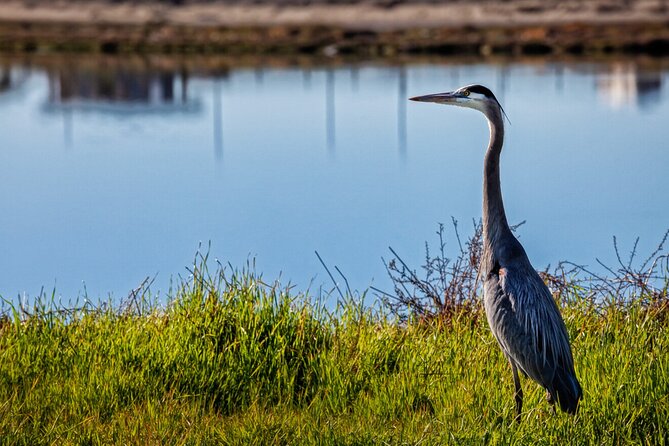 Hike and Bike through Orange County - Bolsa Chica Wetlands: A Quiet Start Among Birds