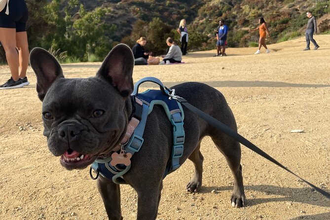 Hollywood Sign 2.5-Hour Tour with Comedians and Their Dogs - Morning light or a sunset walk