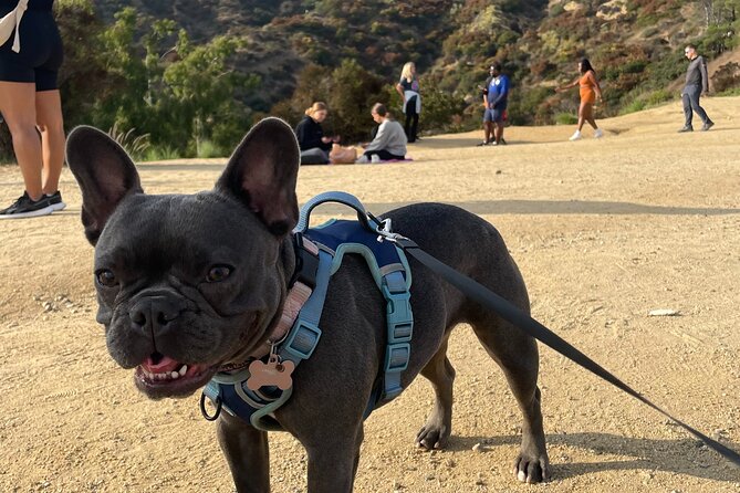 Hollywood Sign Express Tour with Comedians and Their Dogs - Starting at the Innsdale Trail