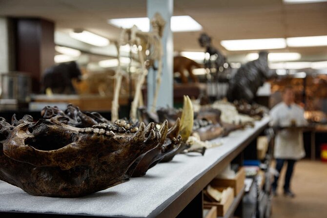 La Brea Tar Pits and Museum Admission Ticket with Excavator Tour - Inside the museum, meet the Ice Age animals