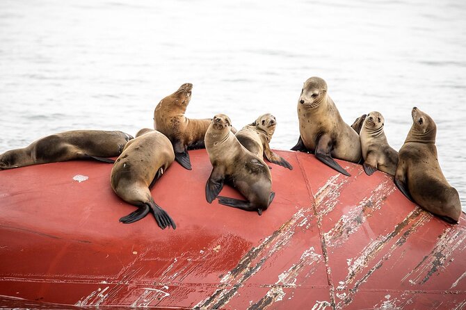 Long Beach Harbor 45-Minute Boat Tour - Key points to know before you go