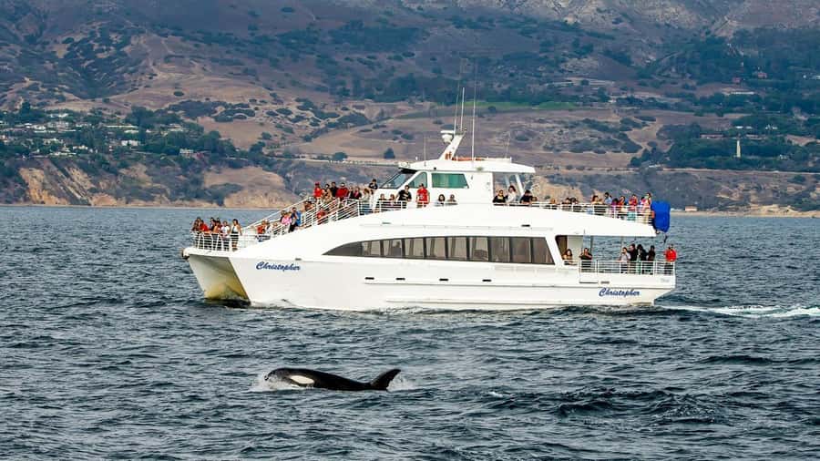 Long Beach: Whale and Dolphin Watching Cruise - Key points to know before sailing