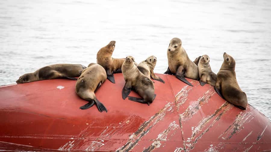 Long Beach: Whale and Dolphin Watching Cruise - Why Long Beach is a strong whale-watching base