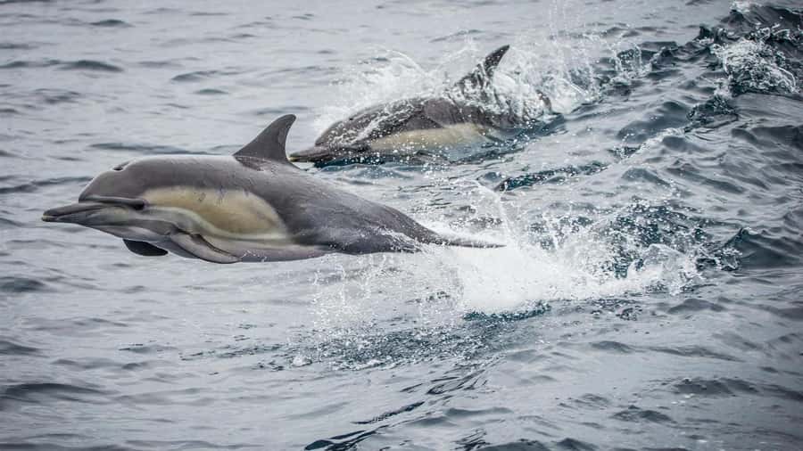 Long Beach: Whale and Dolphin Watching Cruise - What you can see in 150 minutes