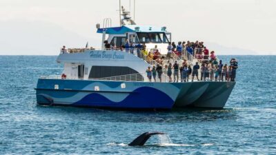 Long Beach: Whale and Dolphin Watching Cruise