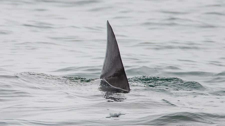 Long Beach: Whale and Dolphin Watching Cruise - The Aquarium of the Pacific connection