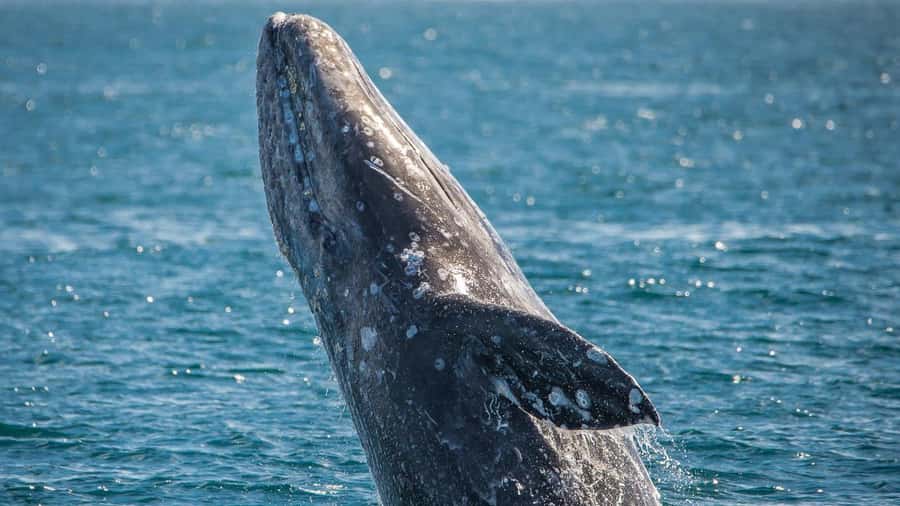 Long Beach: Whale and Dolphin Watching Cruise - Following the route from Long Beach to the breakwater
