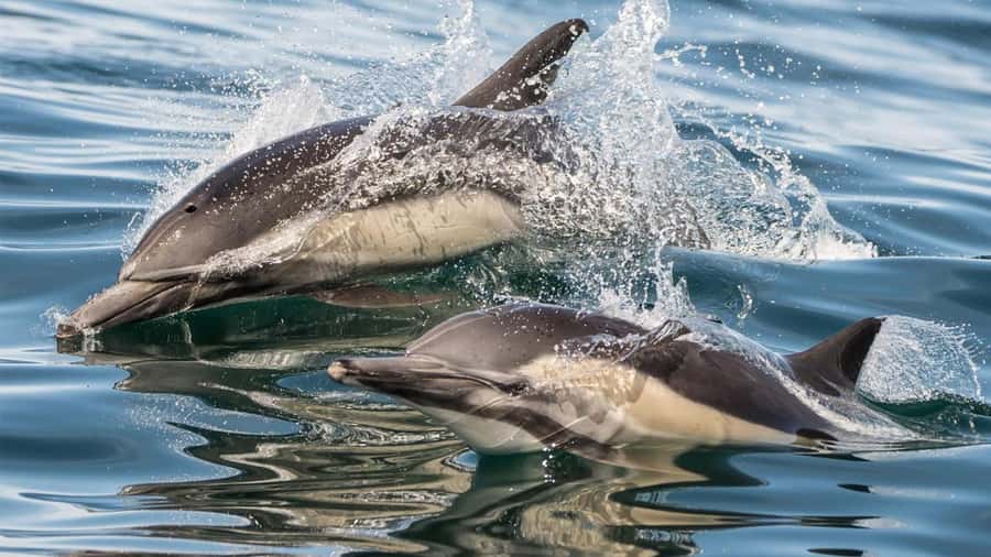 Long Beach: Whale and Dolphin Watching Cruise - Weather, comfort, and what to bring
