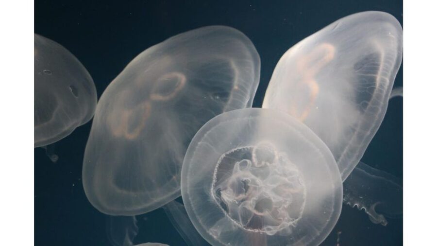 Los Angeles: Heal The Bay Aquarium in Santa Monica - What Heal the Bay Aquarium Is Really Like
