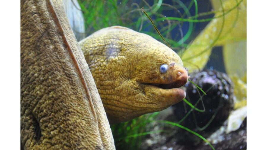 Los Angeles: Heal The Bay Aquarium in Santa Monica - Touch Tanks Put You Close to Sea Life