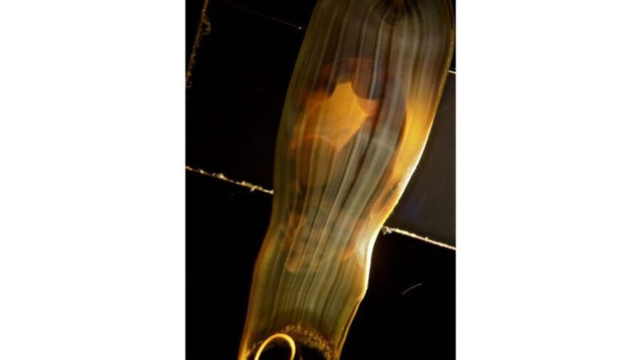 Los Angeles: Heal The Bay Aquarium in Santa Monica - Look for an Eel Feeding Session