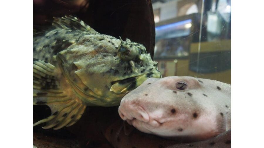 Los Angeles: Heal The Bay Aquarium in Santa Monica - Conservation Comes Before Spectacle