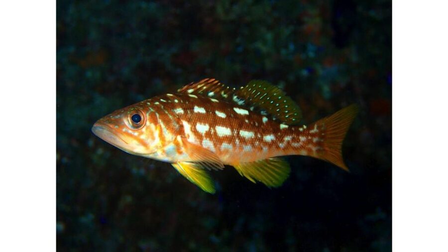 Los Angeles: Heal The Bay Aquarium in Santa Monica - How Long Should You Plan to Stay?