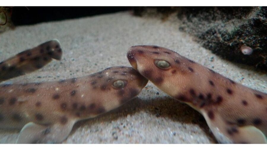Los Angeles: Heal The Bay Aquarium in Santa Monica - Who Will Enjoy This Most?