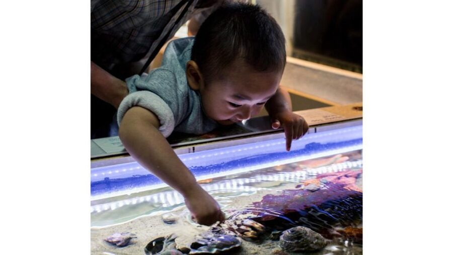 Los Angeles: Heal The Bay Aquarium in Santa Monica - Practical Planning for a Santa Monica Visit
