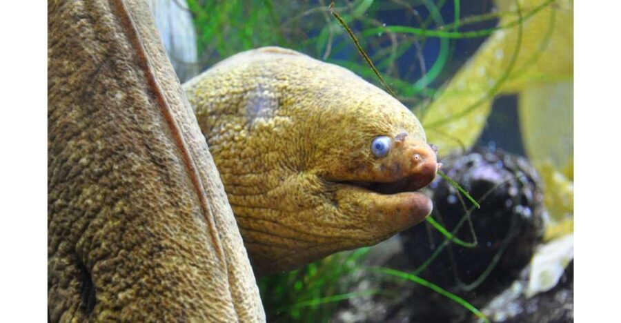 Los Angeles: Heal The Bay Aquarium in Santa Monica - Pacific Exhibits With a Local Point of View