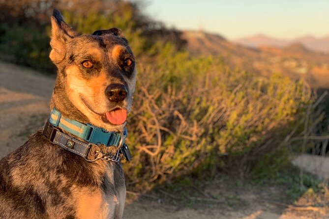 Los Angeles: Hollywood Sunset Walking & Hiking Tour - What the $19 price really buys