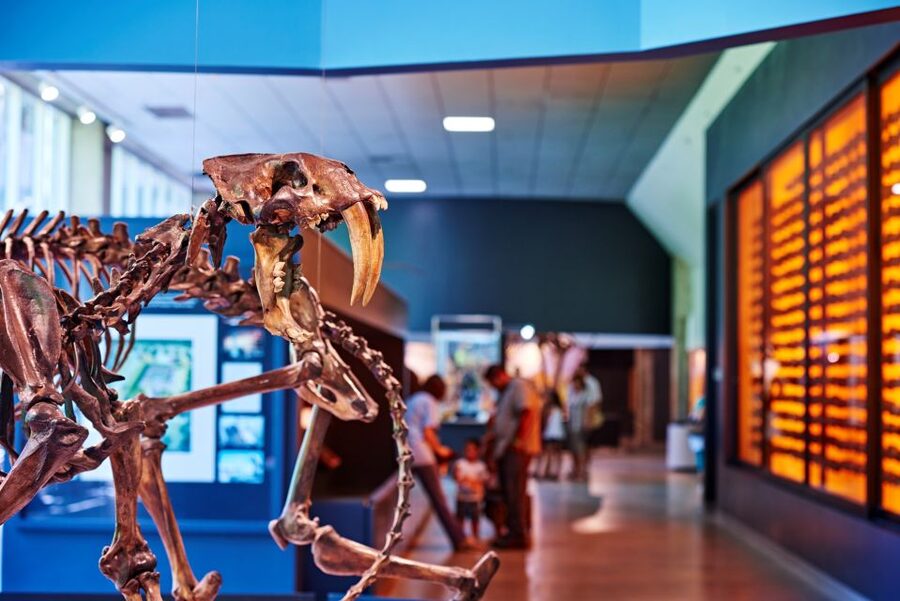 Los Angeles: La Brea Tar Pits Museum Ticket - Key points to know