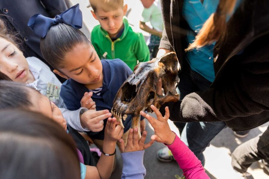 Los Angeles: La Brea Tar Pits Museum Ticket - The Fossil Lab is the museum’s best feature