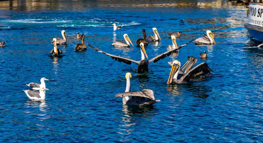 Los Angeles: Redondo Beach Glass Bottom Boat Cruise - Above deck: sea lions, birds, and ocean air