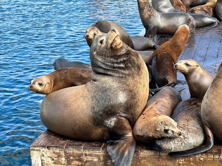Los Angeles: Redondo Beach Glass Bottom Boat Cruise - The captain and the amount of information