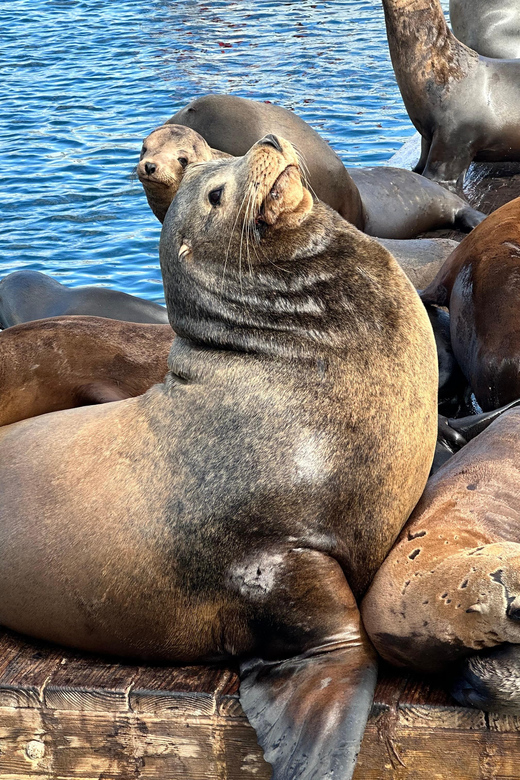 Los Angeles: Redondo Beach Glass Bottom Boat Cruise - Why the 45-minute length works