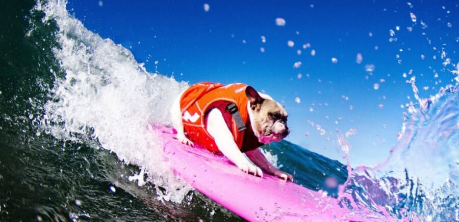 Los Angeles: Surfing Lesson in Venice Beach - Finding the white van at 20 Bicknell Ave