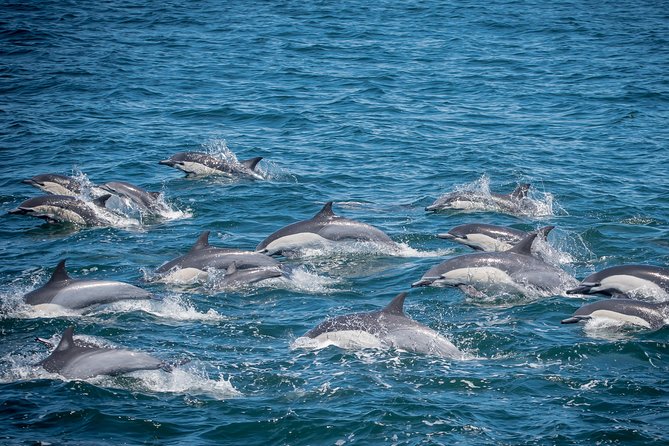 Los Angeles Whale and Dolphin Watching Cruise from West Harbor - Key points to know before you go