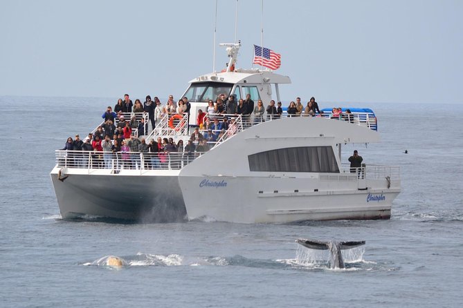 Los Angeles Whale and Dolphin Watching Cruise from West Harbor - What this San Pedro whale cruise actually offers