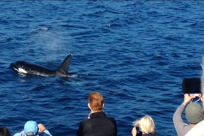 Los Angeles Whale and Dolphin Watching Cruise from West Harbor - Whale and dolphin watching on a quiet catamaran