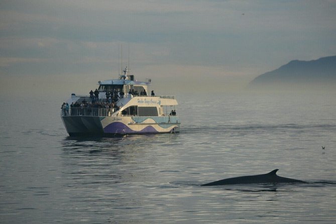 Los Angeles Whale and Dolphin Watching Cruise from West Harbor - Motion sickness, weather, and the ride itself