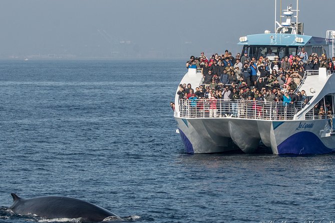 Los Angeles Whale and Dolphin Watching Cruise from West Harbor - Container terminals, fishing boats, and the San Pedro Fish Market