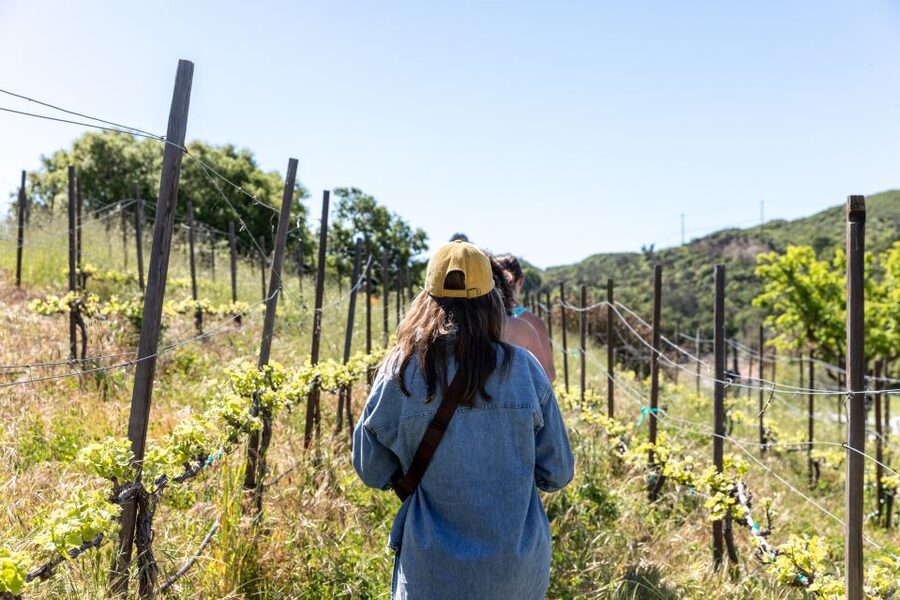 Malibu: Guided Vineyard Hike with Photo Stops and Wine - Why this Malibu hike is more than a vineyard walk