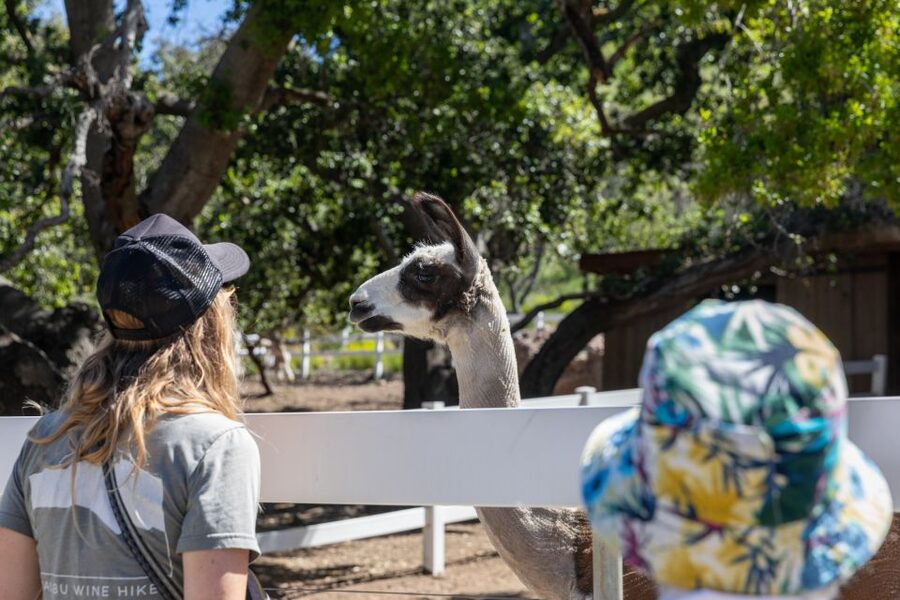 Malibu: Guided Vineyard Hike with Photo Stops and Wine - The final vineyard stretch and wine to take home