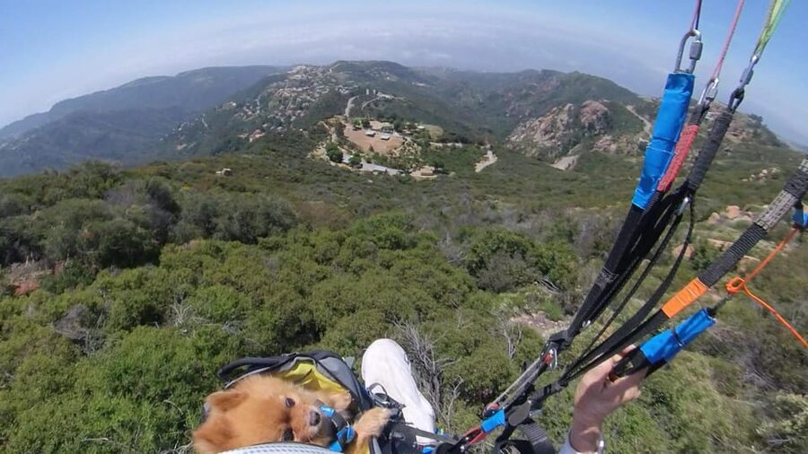 Malibu Hills to Beach: Tandem Paragliding Flight Adventure - Pacific views, wildlife, and the beach below